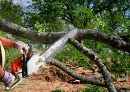 Best Hazardous Tree Removal  in Elmwood Park, IL