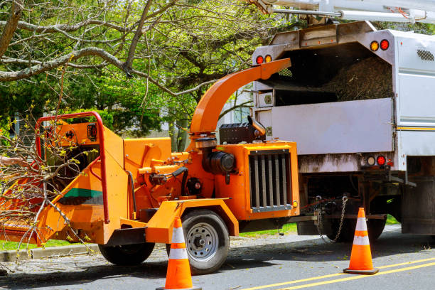 How Our Tree Care Process Works  in  Elmwood Park, IL