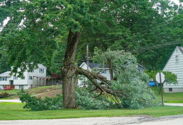 Best Commercial Tree Services  in Elmwood Park, IL